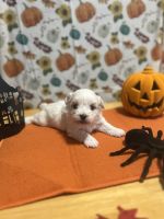 Mal-Shi Puppies for sale in Macon, Georgia. price: $700