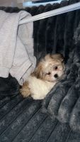 Mal-Shi Puppies for sale in Dearborn, Michigan. price: $800