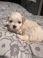 Mal-Shi Puppies for sale in Bridgeton, New Jersey. price: $1,000