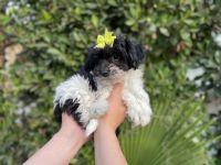 Mal-Shi Puppies for sale in Whittier, CA 90602, USA. price: $600