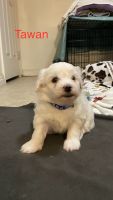 Maltese Puppies for sale in Salt Lake City, Utah. price: $2,000