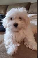 Maltese Puppies for sale in Los Angeles, California. price: NA