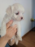 Maltese Puppies for sale in Granada Hills, California. price: $1,500