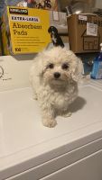 Maltese Puppies for sale in Salt Lake City, Utah. price: $600