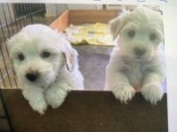 Maltese Puppies for sale in Stockton, California. price: $700