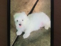 Maltese Puppies for sale in Stockton, California. price: $700