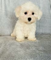 Maltese Puppies for sale in Albuquerque, NM, USA. price: $1,600