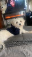 Maltese Puppies for sale in Inglewood, California. price: $500