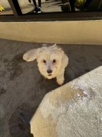 Maltese Puppies for sale in Los Angeles, California. price: $900