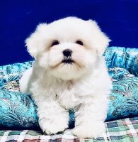 Maltese Puppies for sale in Salt Lake City, Utah. price: $1,000