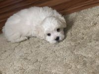 Maltese Puppies for sale in San Bernardino, California. price: $1,000