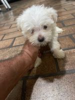 Maltese Puppies for sale in Arlington, Arizona. price: $200