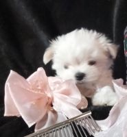 Maltese Puppies for sale in Palm Springs, California. price: $3,500