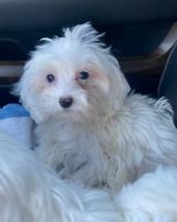 Maltese Puppies for sale in Phoenix, Arizona. price: $900