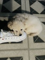 Maltese Puppies for sale in Montclair, California. price: $800