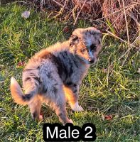 Miniature Australian Shepherd Puppies for sale in Cheboygan, Michigan. price: $600