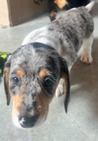 Miniature Dachshund Puppies for sale in Sioux City, Iowa. price: $1,800