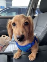 Miniature Dachshund Puppies for sale in Winter Park, Florida. price: $2,000