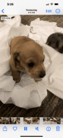 Miniature Dachshund Puppies for sale in Alexandria, Louisiana. price: $325