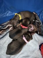 Miniature Dachshund Puppies for sale in Myrtle Beach, South Carolina. price: $795