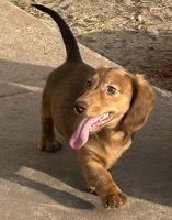 Miniature Dachshund Puppies for sale in Ocala, FL, USA. price: $800