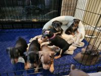 Miniature Pinscher Puppies for sale in Indianapolis, IN, USA. price: $600