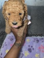 Miniature Poodle Puppies for sale in Goodyear, Arizona. price: $1,800