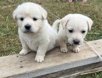 Mixed Puppies for sale in Rochester, Indiana. price: $250