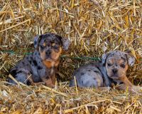 Mixed Puppies for sale in Oxford, New York. price: NA