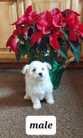 Mixed Puppies for sale in Saint Joe, Indiana. price: $250