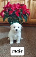 Mixed Puppies for sale in Saint Joe, Indiana. price: $250