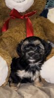 Morkie Puppies for sale in Irvington, New Jersey. price: $1,500