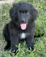 Newfoundland Dog Puppies for sale in Tulsa, Oklahoma. price: $1,500