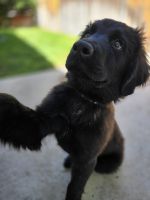 Newfoundland Dog Puppies for sale in Reno, Nevada. price: $1,200