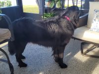 Newfoundland Dog Puppies for sale in Callahan, FL 32011, USA. price: $900