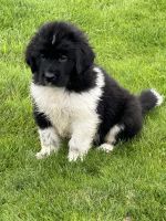 Newfoundland Dog Puppies for sale in Crabtree, Oregon. price: $1,800