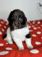 Newfoundland Dog Puppies for sale in Murfreesboro/ E. of.Nashville, Tennessee. price: $1,200