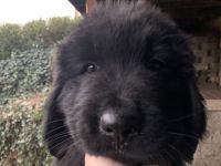 Newfoundland Dog Puppies for sale in West Manchester, Ohio. price: $1,500