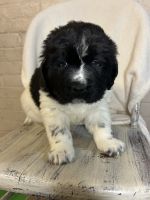 Newfoundland Dog Puppies for sale in North Manchester, IN 46962, USA. price: $2,000