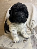 Newfoundland Dog Puppies for sale in North Manchester, IN 46962, USA. price: $2,000