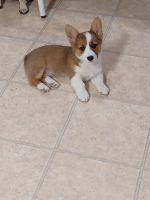 Pembroke Welsh Corgi Puppies for sale in Lexington, North Carolina. price: $800