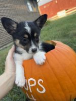 Pembroke Welsh Corgi Puppies for sale in Connersville, Indiana. price: $450