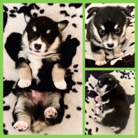 Pembroke Welsh Corgi Puppies for sale in Leonard, Texas. price: $1,500