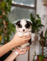 Pembroke Welsh Corgi Puppies for sale in Johnson City, Texas. price: $1,000