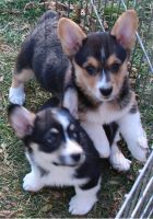 Pembroke Welsh Corgi Puppies for sale in Boscobel, Wisconsin. price: $800