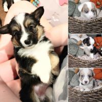 Pembroke Welsh Corgi Puppies for sale in Clarksville, Tennessee. price: $1,800