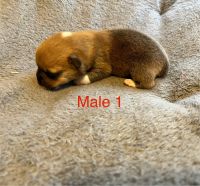 Pembroke Welsh Corgi Puppies for sale in Gunnison, CO 81230, USA. price: NA