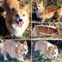 Pembroke Welsh Corgi Puppies for sale in Hickory, North Carolina. price: $1,500