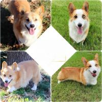 Pembroke Welsh Corgi Puppies for sale in Hickory, North Carolina. price: $1,600