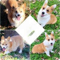 Pembroke Welsh Corgi Puppies for sale in Hickory, North Carolina. price: $1,600